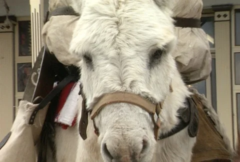 Donkey Face Zoom in to ECU Stock Footage 97548901