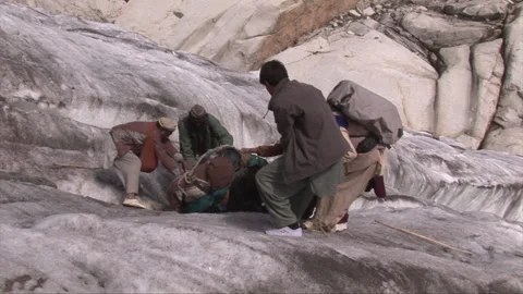 Donkey fallen because of heavy load on ice glacier Stock Footage 203936400