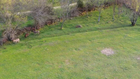 Donkey family in a meadow 스톡 동영상 127123749