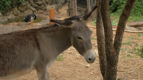 A donkey on a farm with animals eats hay, in Bosnia Stock Footage 243850495
