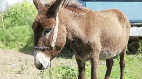 Donkey on the farm. Close-up of the muzzle of a donkey Stock Footage 106398680