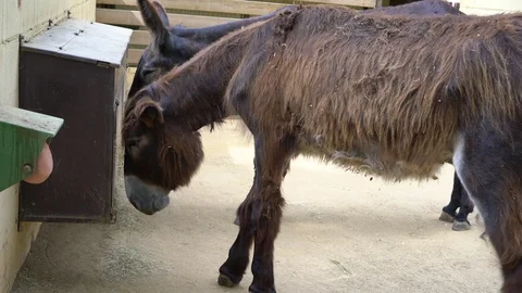 Donkey on a farm eating grass Stock Footage 113115136