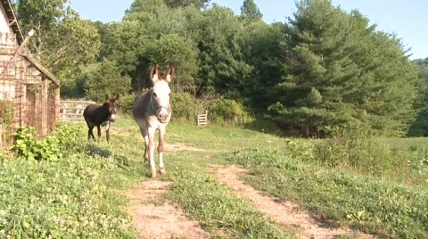 Donkey on Farm Stock Footage