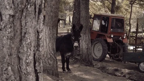Donkey on the farm Stock Footage 95998744