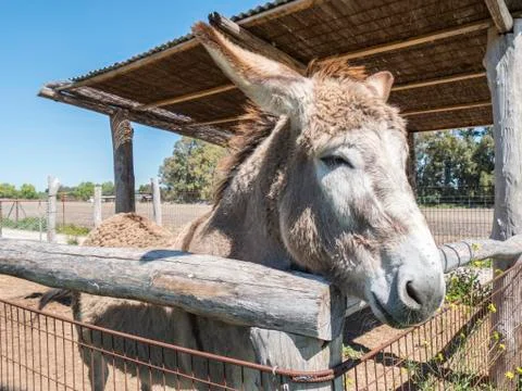 Donkey on a farm Stock Photos