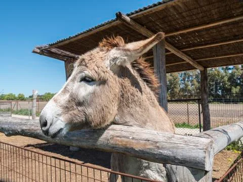 Donkey on a farm Stock Photos