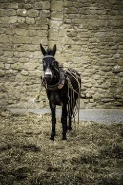 Donkey on a farm Stock Photos