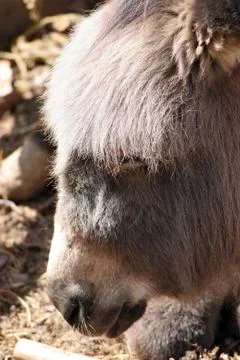 A donkey on a farm Stock Photos