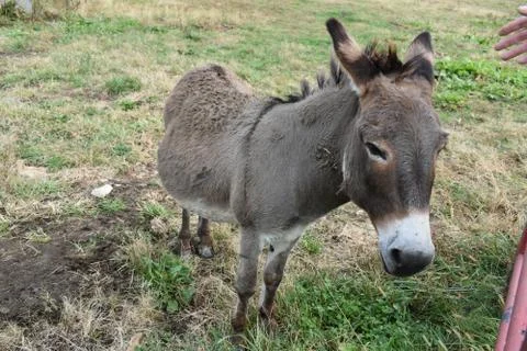 Donkey on the Farm Stock Photos
