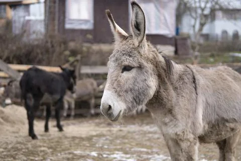 Donkey At Farm 写真素材