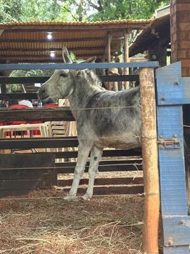 Donkey on the Farm Stock Photos