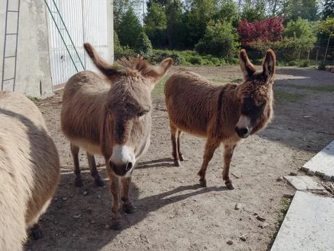 Donkey in the farm Stock Photos