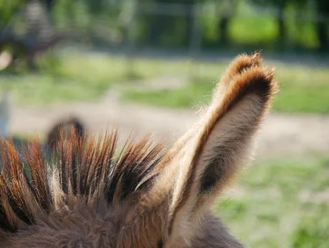 Donkey in the farm Stock Photos