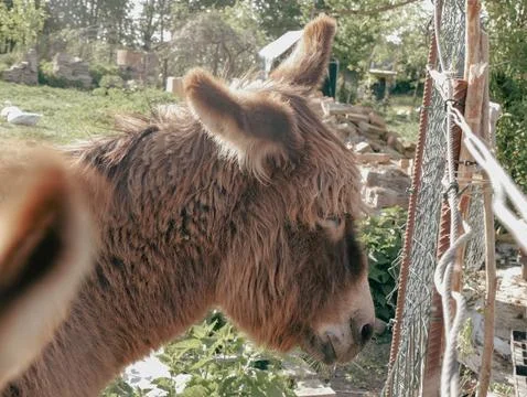 Donkey in the farm Stock Photos