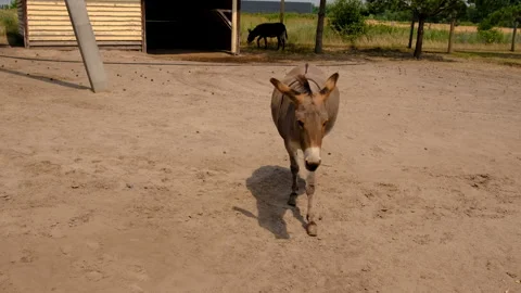 Donkey on a farm in summer. Selective focus. Stock Footage 317877049