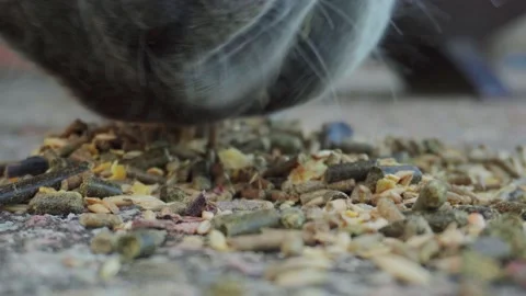 Donkey feeding grain Video stock 141622091