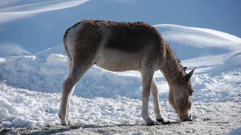 Donkey feeding in the snow Stock Footage 69835919