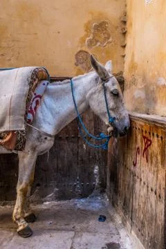 Donkey in fes Stock Photos
