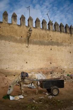 Donkey in Fez, Morocco. Stock Photos