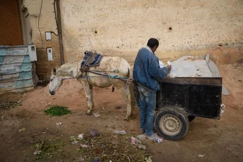 Donkey in Fez, Morocco. Stock Photos