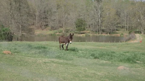 Donkey in field 1 Stock Footage 88155861