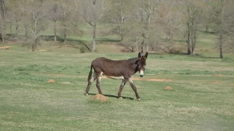 Donkey in field 2 Stock Footage 88155972