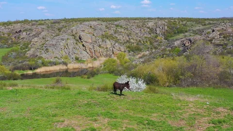 Donkey on the field against the rocky landscape Stock Footage 106926745