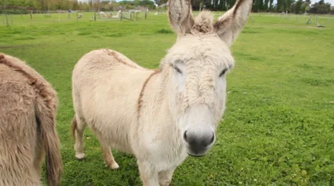 Donkey in field Stock Footage 879818