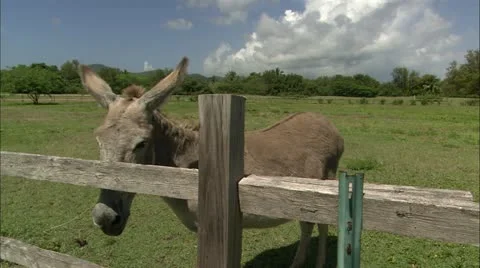 Donkey in field, Guana Stock-Footage 22664676