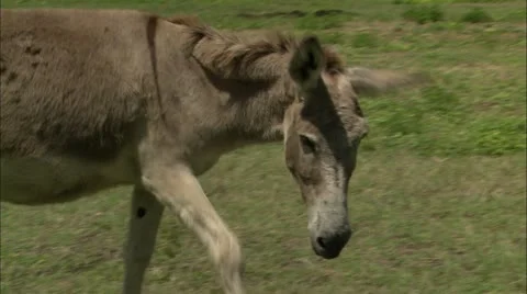Donkey in field, Guana Stock Footage 22664681