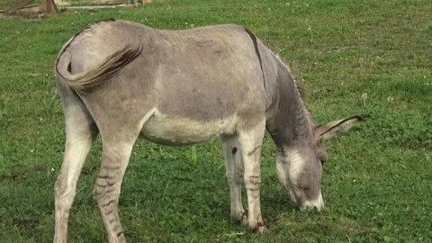 Donkey in the field on the pasture Stock Footage 97257971