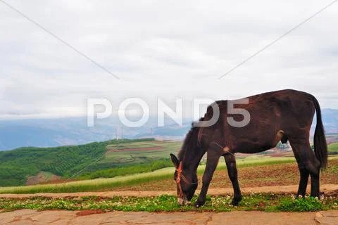 Donkey in field Stock Photos
