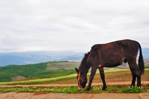 Donkey in field Stock Photos