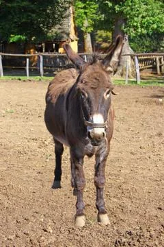 Donkey in a field Stock Photos
