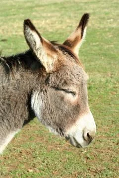 Donkey in a field Stock Photos