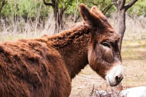 DONKEY IN THE FIELD Stock Photos