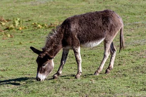 Donkey in a field Foto stock