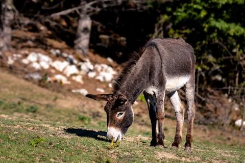 Donkey in a field Stock Photos