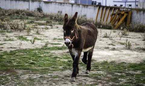 Donkey in field Stock Photos