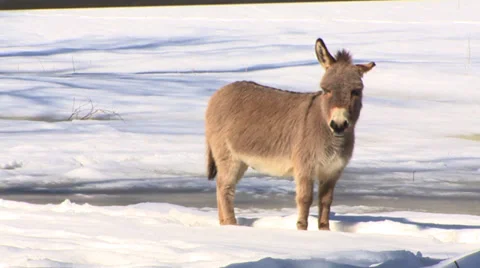 Donkey in a Field in Winter (2 Shots) Stock Footage 27510986
