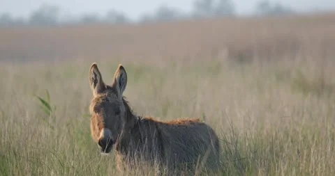 Donkey  in the fields Stock Footage 139131846