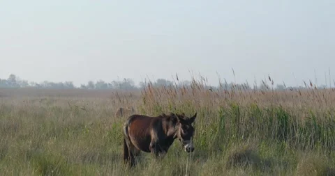 Donkey  in the fields Stock Footage 139131847