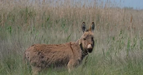 Donkey  in the fields Stock Footage 139131916