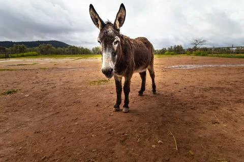 Donkey on a filed. Stock Photos