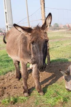 Donkey in the fold. Stock Photos