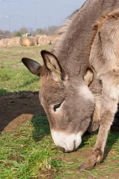 Donkey in the fold. Stock Photos