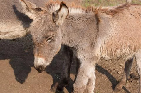 Donkey in the fold. Stock Photos