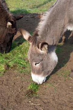 Donkey in the fold. Stock Photos