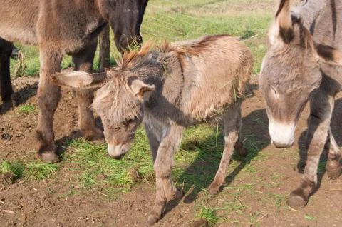Donkey in the fold. Stock Photos