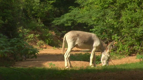 Donkey Video stock 94978